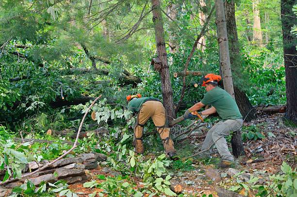 Best Hazardous Tree Removal  in Hawthorne, FL